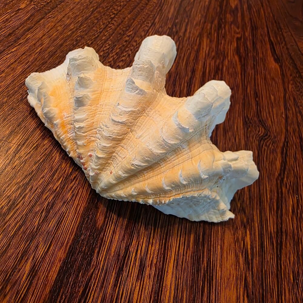 Tridacna Squamosa Ruffled Half Peach Clam Shell Nautical Costal Beach Coral Reef